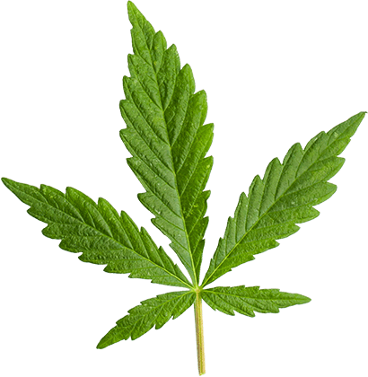 https://cbd.familjebil.co/wp-content/uploads/2018/12/marijuana_leaf_large.png