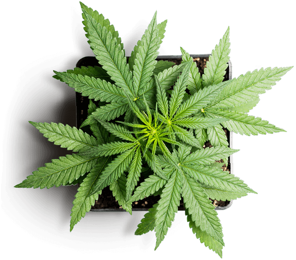 https://cbd.familjebil.co/wp-content/uploads/2018/12/slider_marijuana_01.png