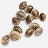 https://cbd.familjebil.co/wp-content/uploads/2019/02/marijuana_seeds.jpg